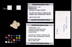 Foto (Objekt + Etikett) von Longodromites angustus (Reuss 1858)  (NHMW-GEO-1990-0041-2549)
